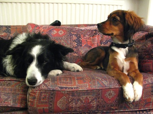 Max & Milli on Sofa