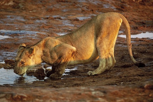Lioness Taking a Drink